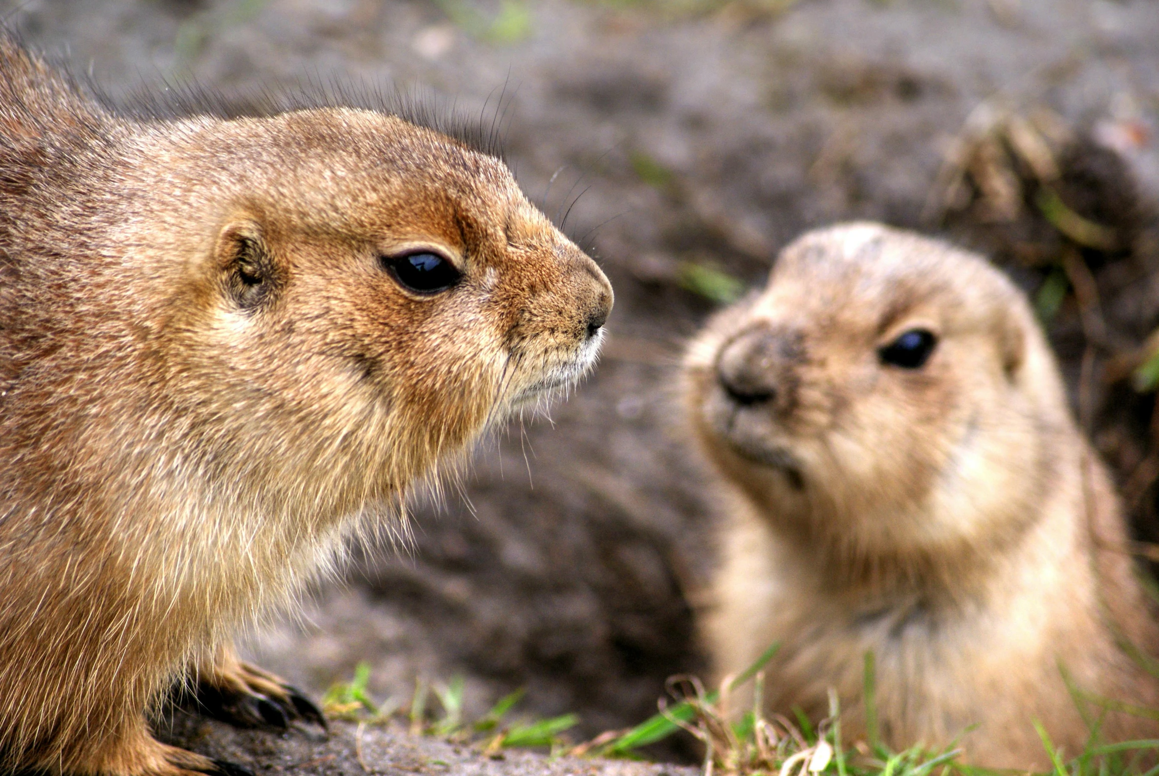 two groundhogs standing in the grass near each other