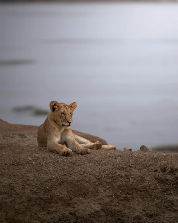 a lion cub rests on the edge of a cliff by water