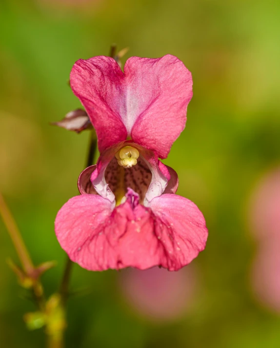 a pink flower with green foliage in the background