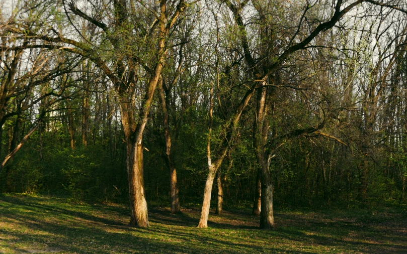 trees and green grass in the woods