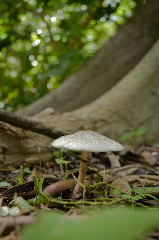 a tiny white mushroom sitting in the woods