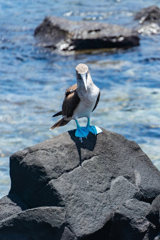 a seagull with a brown beak and blue legs sitting on a rock near the water