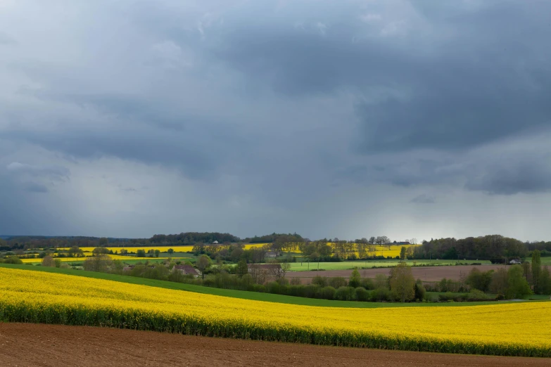 yellow flowers are in the distance as an overcast sky stands ahead