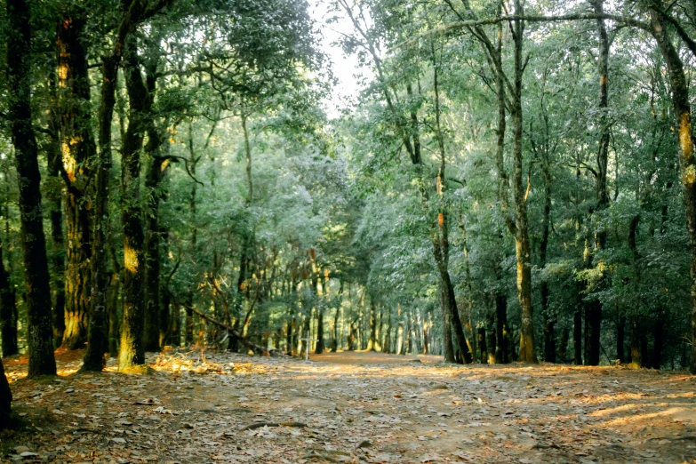 trees and leaves stand in a wooded area