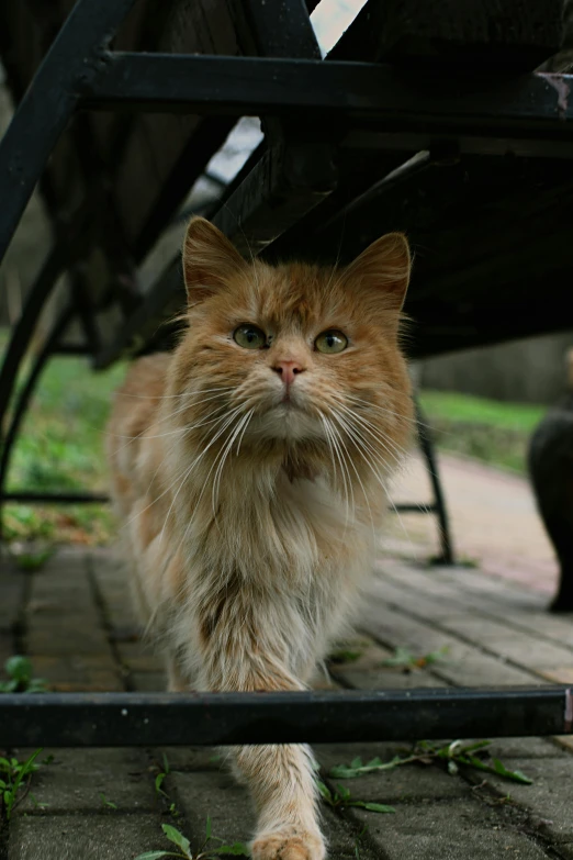 an orange cat with blue eyes walking around