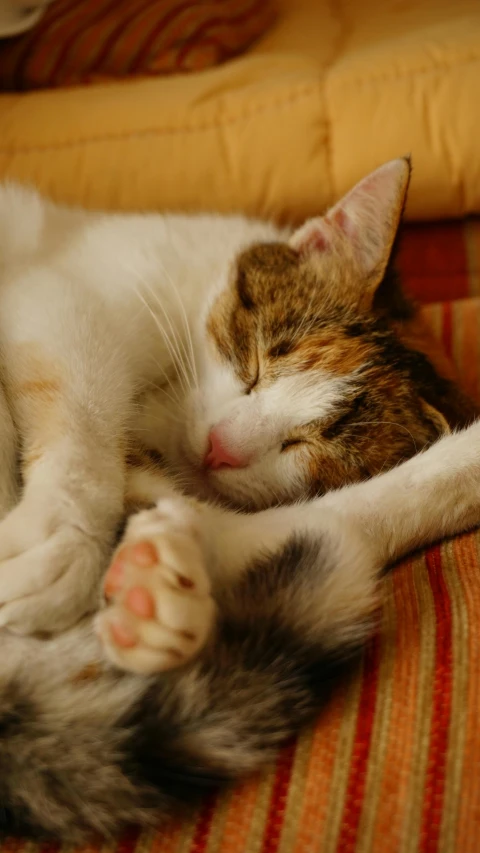 a cat resting on top of a striped cushion