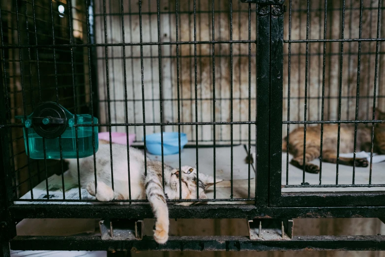 a couple of cats laying in cages next to each other
