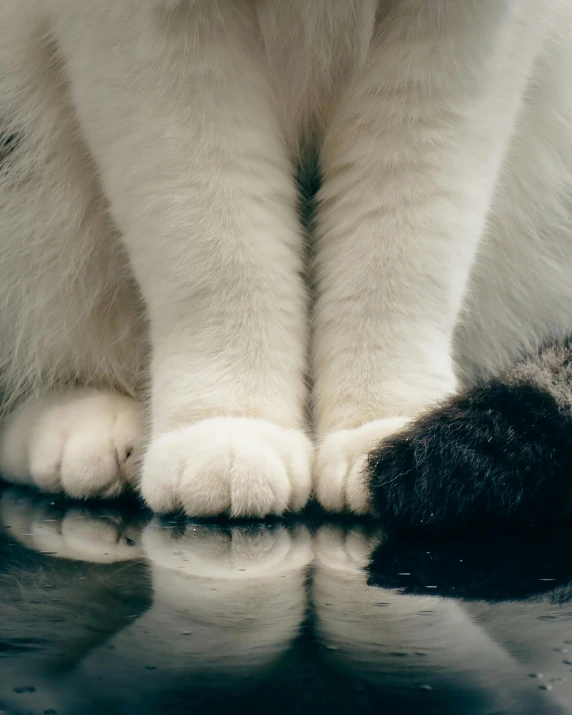 a cat sitting on the floor on its paws with it's reflection on the ground