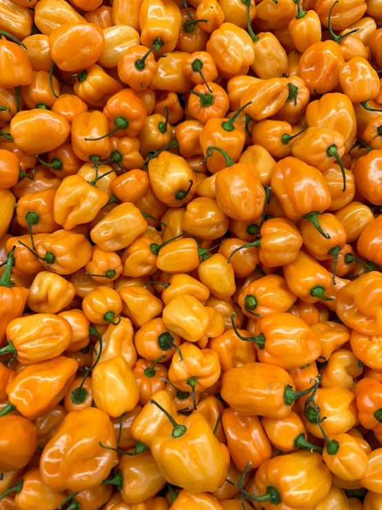 many orange peppers with green stems on top