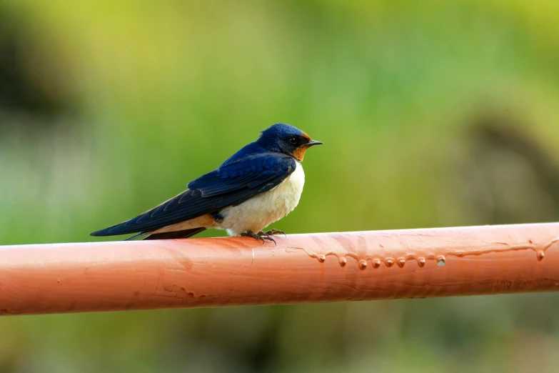 a bird sitting on the edge of a metal railing