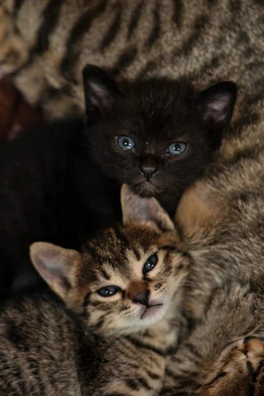 two striped cats are shown lying in bed