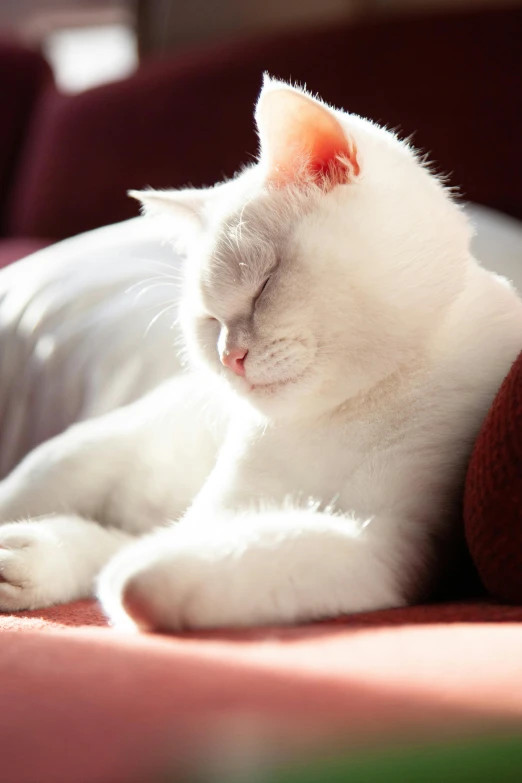 a white cat curled up on a couch