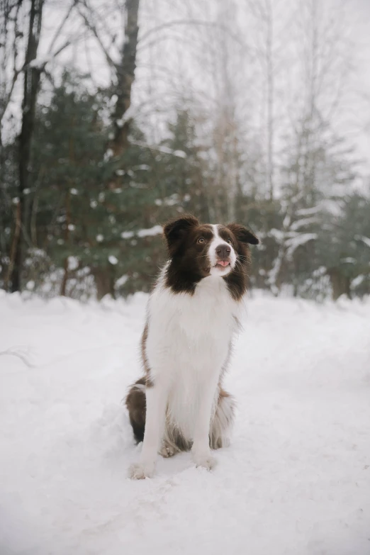 a dog is standing in the snow with its tongue out