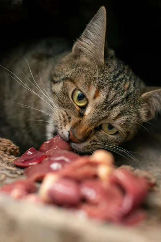 a cat looking down at some food with one paw on it