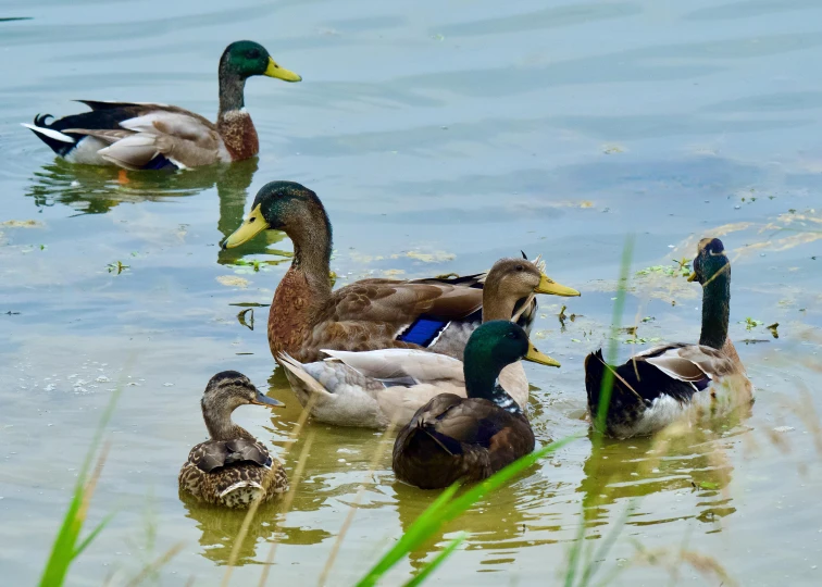 ducks are floating on the water in the pond