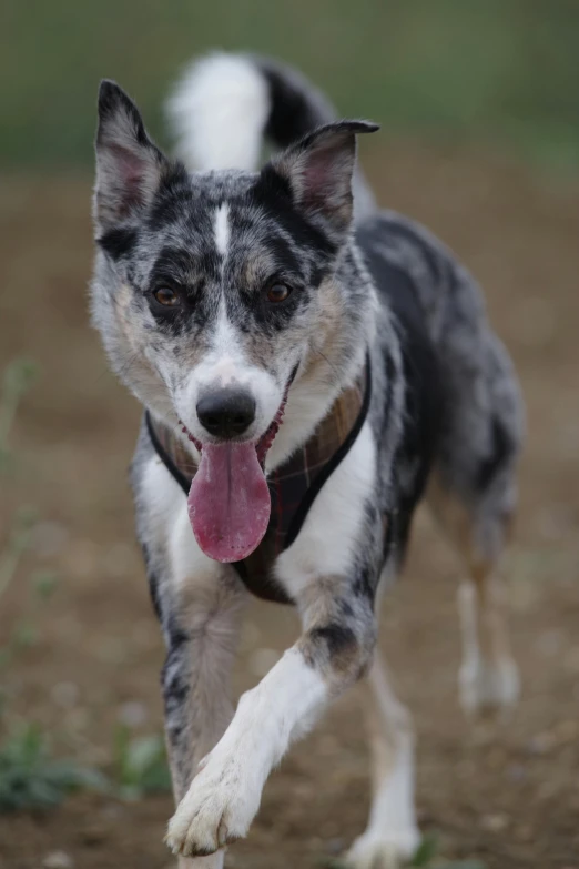 a black and white dog running and panting