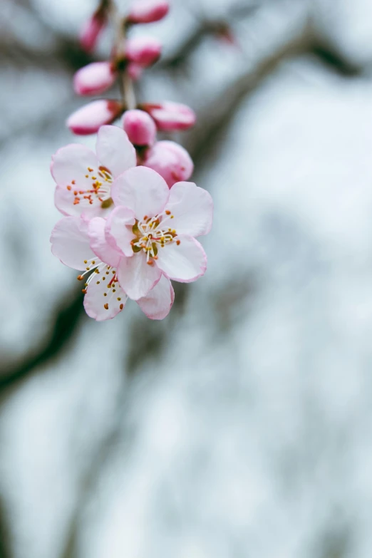 closeup of a flowering plant in bloom with no leaves