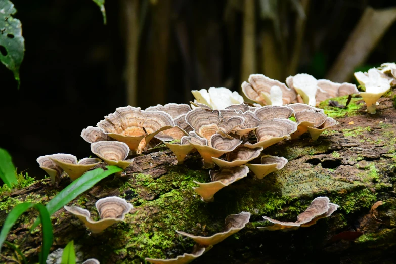 mushrooms growing on the mossy bark of a large tree