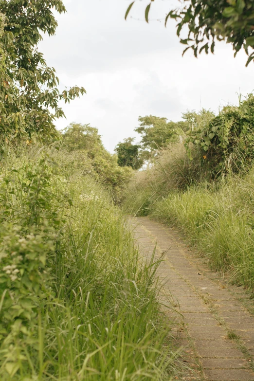 a dirt road running between green bushes and tall grass