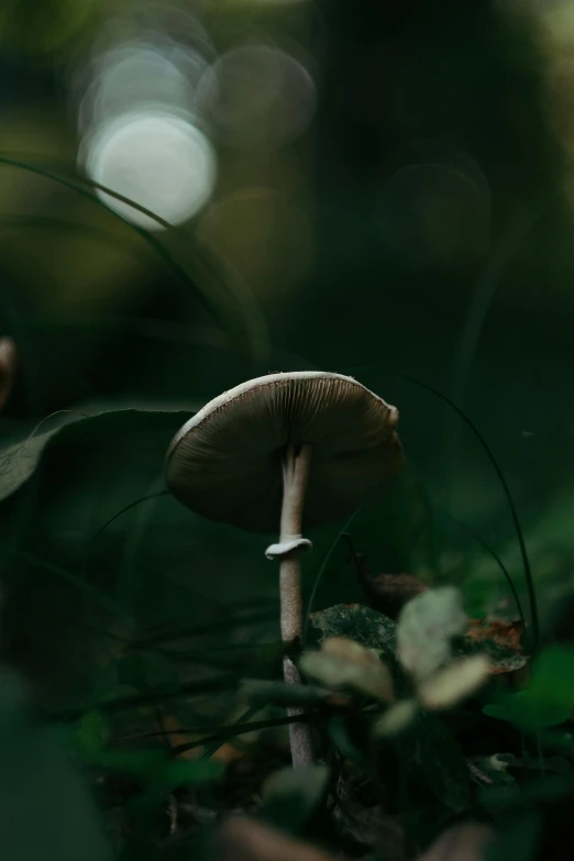 an image of a mushroom in the woods