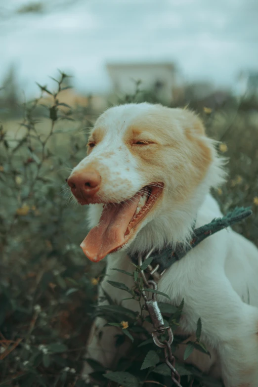 a brown and white dog sitting in the bushes