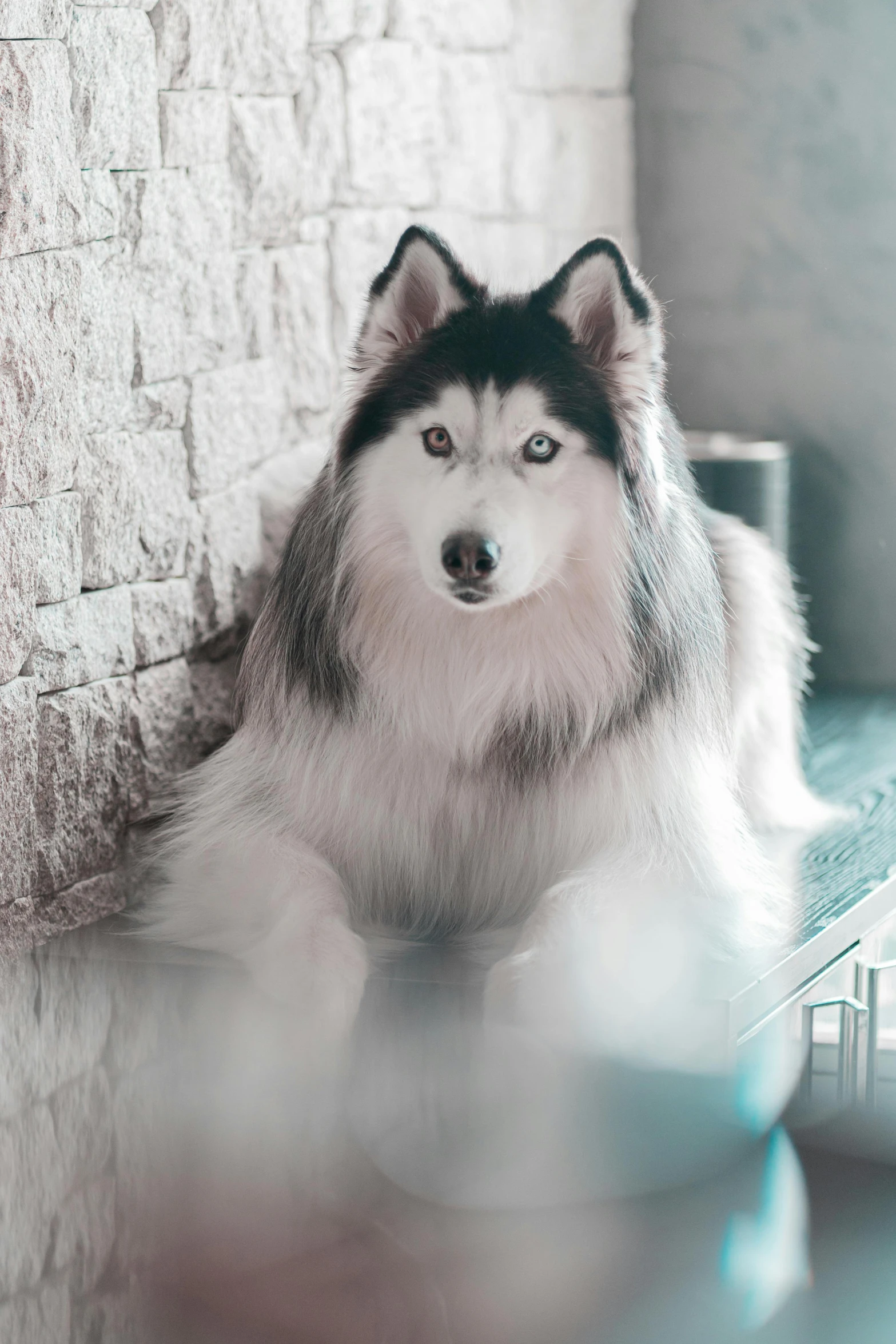 a dog sitting on a table looking at the camera