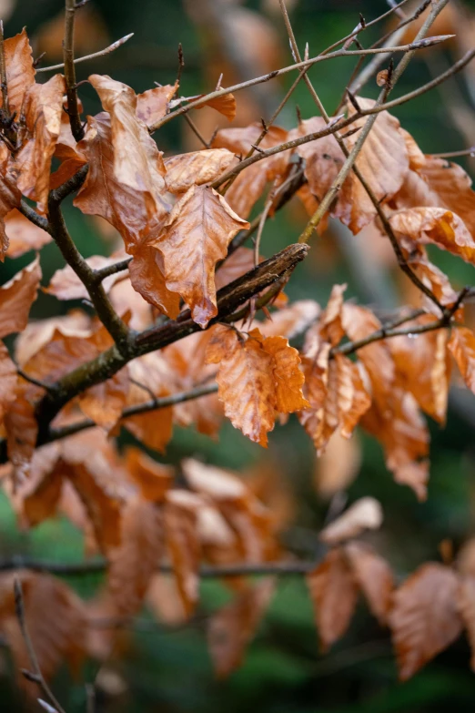 a close up s of fall leaves on the tree