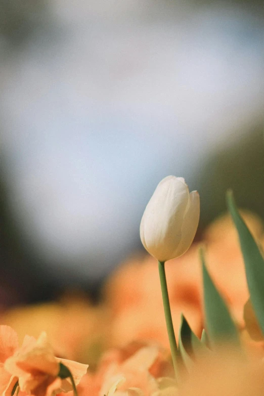 a white tulip is in a bed of orange flowers
