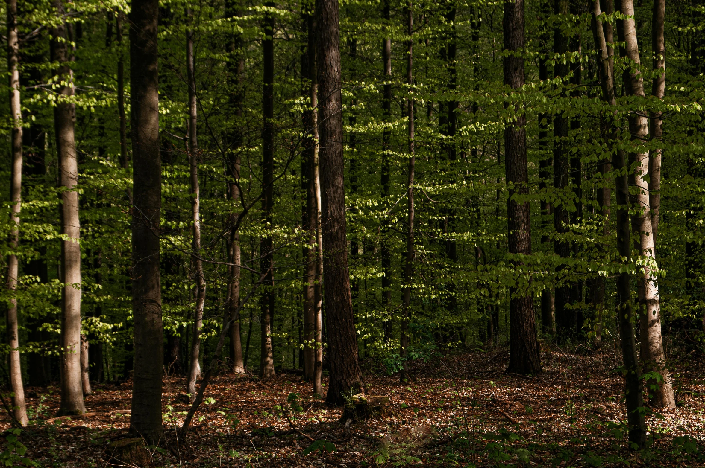 many different trees in the woods together