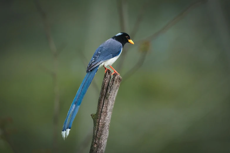 a bird that is perched on a stick