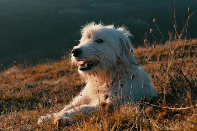 the dog is in a field at dusk