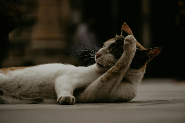 a cat reaching its paw out toward another cat