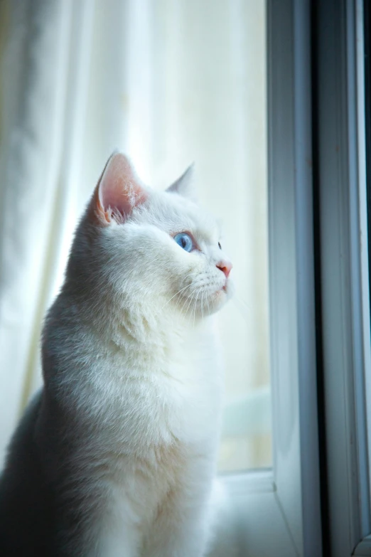 there is a white cat staring out a window