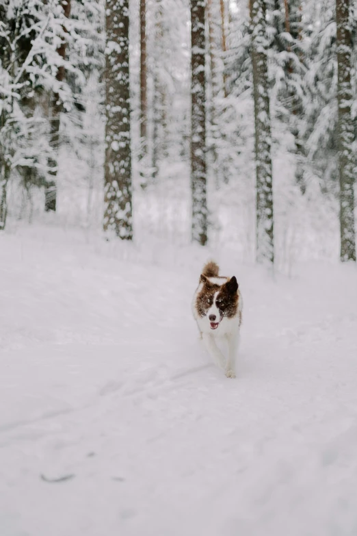 a dog is in the middle of a snowy field