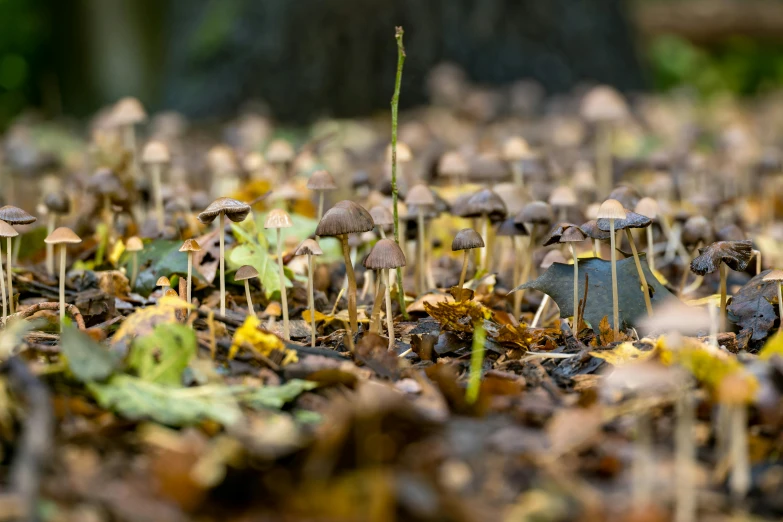 several little mushrooms are growing out of the leaves