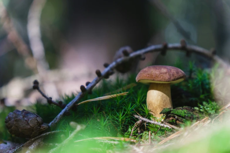 a close up of a mushrooms and plants in the ground