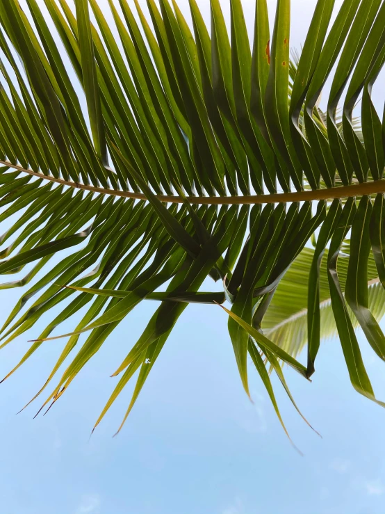 a tropical plant under a clear blue sky