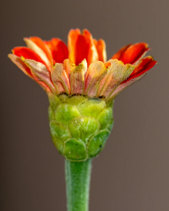 the bottom end of a flower bud, with it's budding out