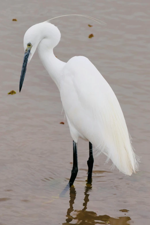 the long necked white heron is standing in the water