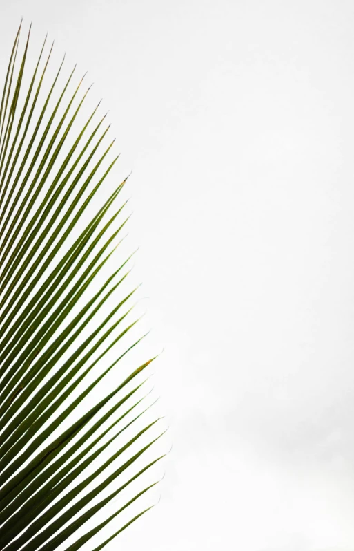 the back side of a palm tree with the leaves