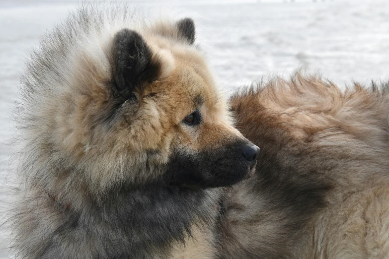 two furry, gy looking dogs have their heads close together