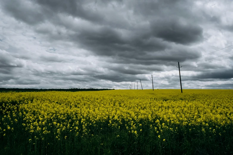 a field is full of yellow flowers under storm clouds