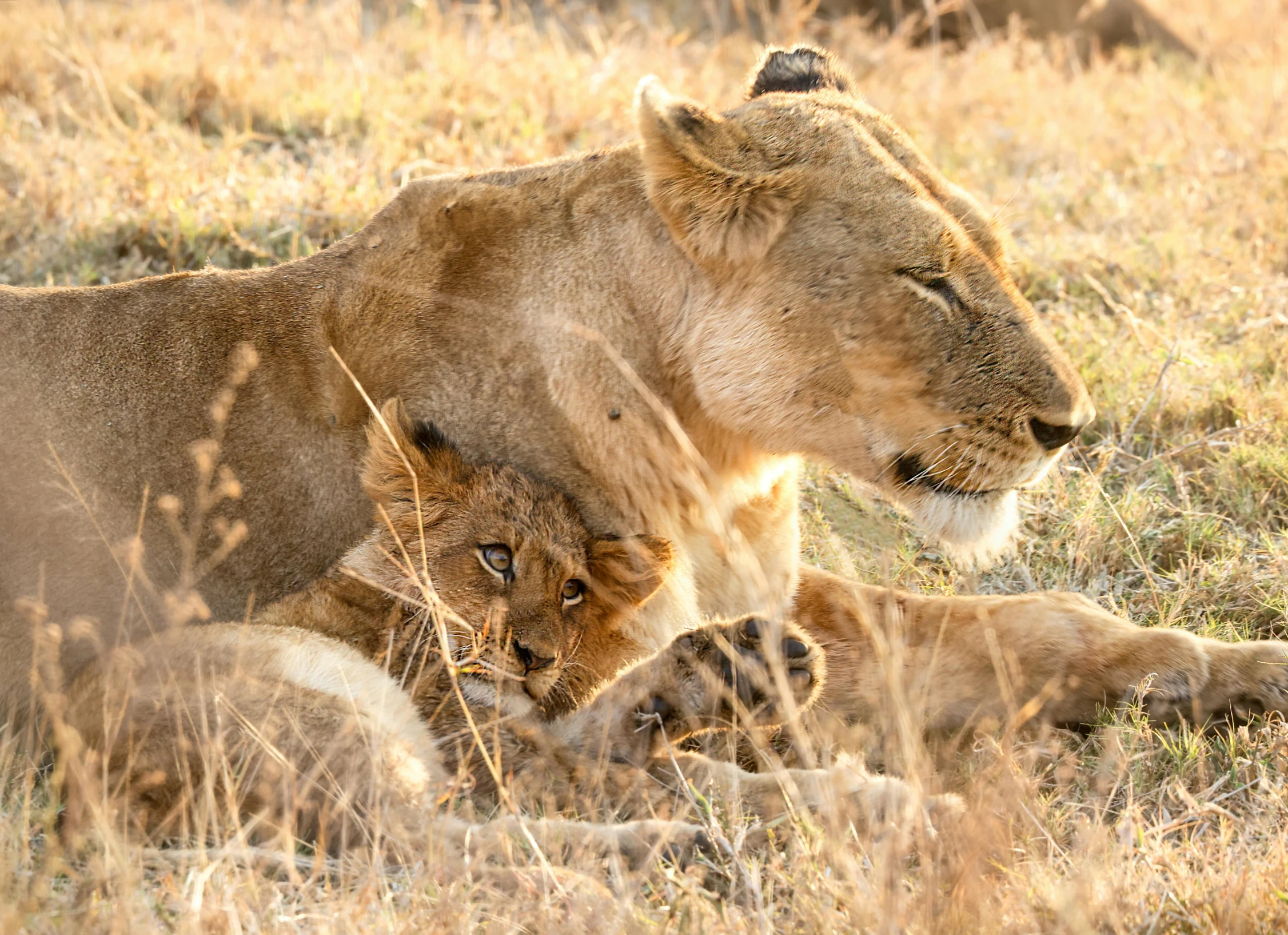 two lions lying on top of grass covered ground