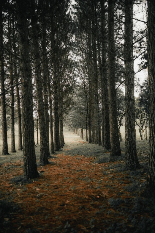 a forest with lots of trees and a path leading up