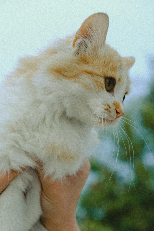 a picture of a cat sitting on someones arm