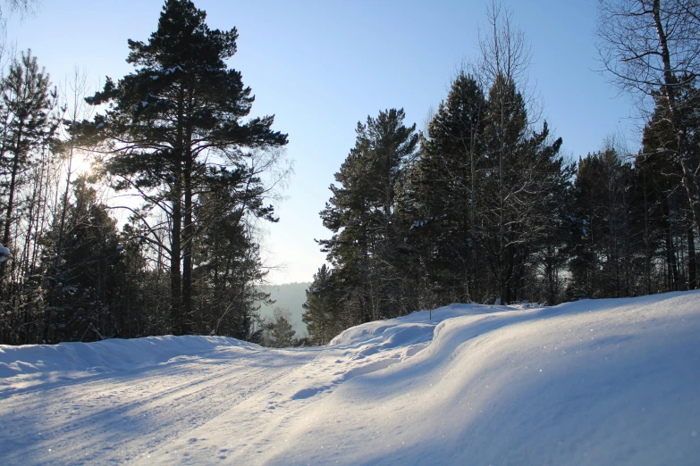 a snow covered trail and forest covered in snow