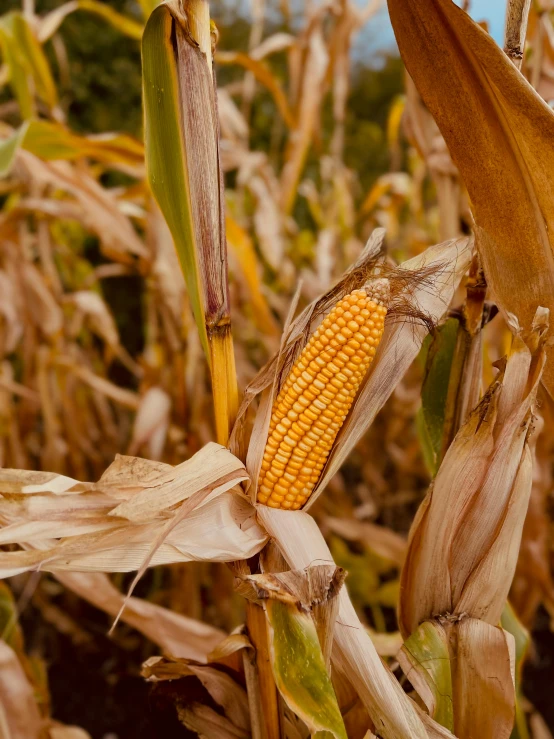 the corn cob is still growing, and it's not ripe