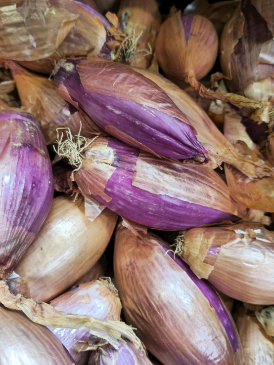 an image of onions piled up to be sold