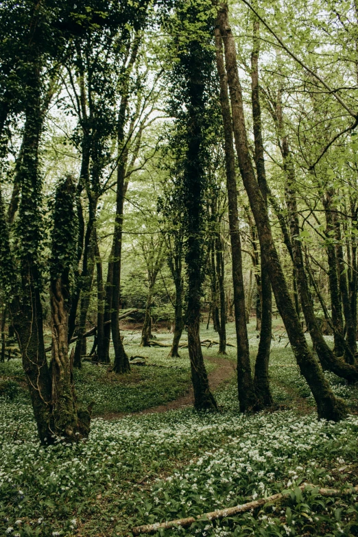 a wooded area with lots of green vegetation