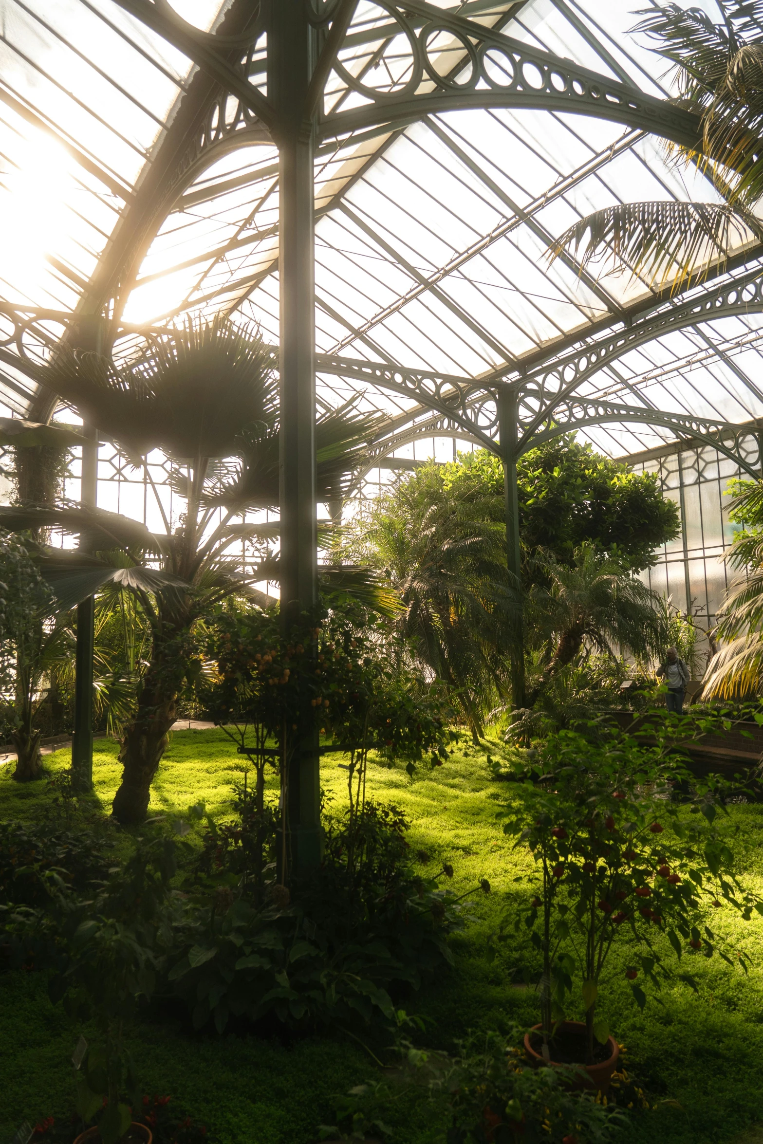 view into an exotic greenhouse from behind